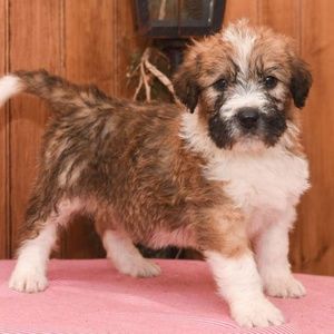 Meet your Posher, Samantha rose